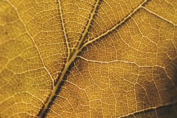 Closeup of colorful autumn oak leaves