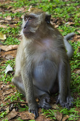 Affe im Tempel Wat Sok Tham in Khao Sok, Thailand