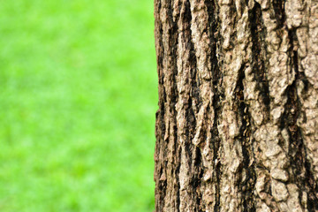 Obraz premium Tree background / texture - closeup