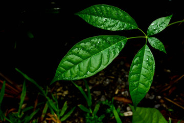 drop water on green leaf after rain