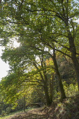 Sonne durchflutet Laubbäume im Wald