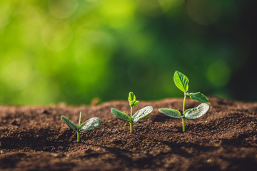 plant a tree Watering a tree in nature light and background	