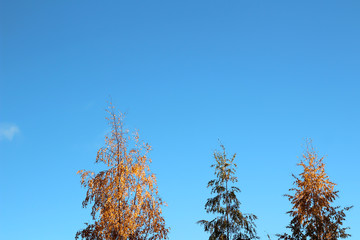 Three tree tops on sunny autumn day