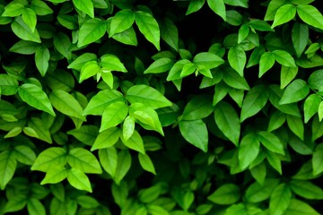 Fototapeta na wymiar little green leaf in nature - closeup