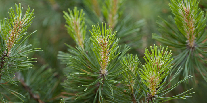 beautiful fluffy pine branches with young shoots