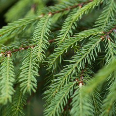 fluffy green branches fir-tree with green needles