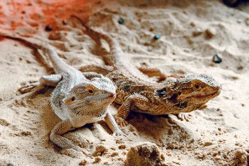 agama bearded in the sand