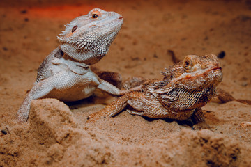 agama bearded in the sand
