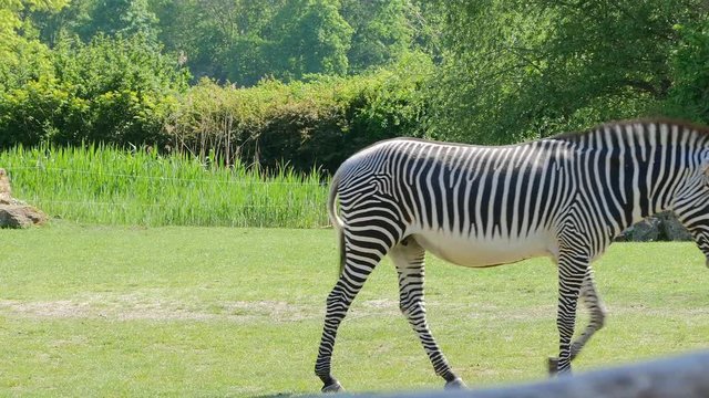 A grévy's zebra mare walking through the pasture at the Leipziger Zoo, Saxony, Germany.