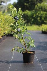 Sadzonka bor&oacute;wki amerykańskiej z owocami na szk&oacute;łce