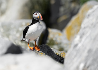 Fototapeta premium Atlantic Puffin in Maine 