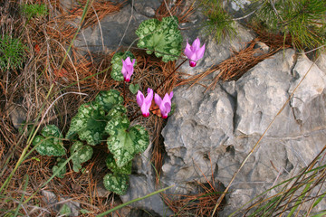 flowers in the garden