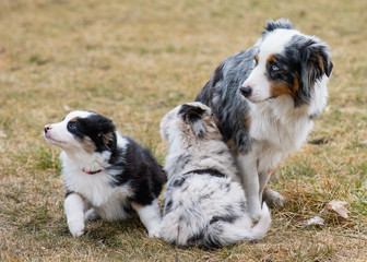 Naklejka na ściany i meble Australian Shepherd purebred dog on meadow in autumn or spring, outdoors countryside. Aussie puppy with mother, 2 months old.