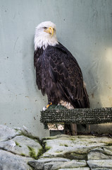 águila calva protegida en  Mount Roberts Juneau Alaska