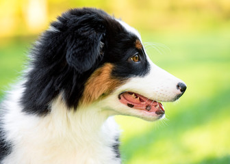 Happy Aussie on meadow with green grass in summer or spring. Beautiful Australian shepherd puppy 3 months old - portrait close-up. Cute dog enjoy playing at park outdoors.