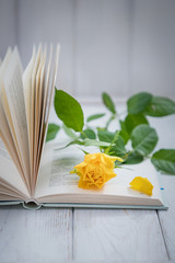 One yellow rose and open book on a light background. Free space