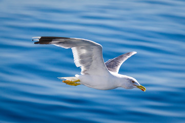 a big seagull over the sea
