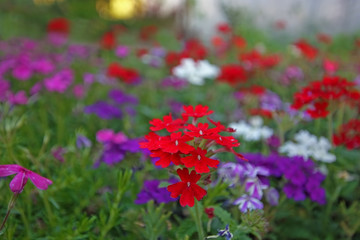 Enamel flower in various colors ; Verveine , verbena