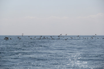 ENVOLEE D'OISEAUX AU-DESSUS DE LA MER