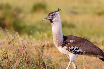 Kori bustard bird on the savanna