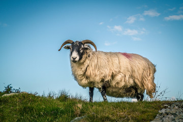 Sheep scotland wild