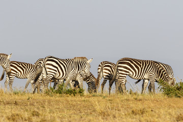 Naklejka na ściany i meble Zebras who walks in the savannah