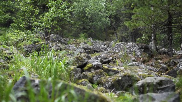 Lot of old moss-covered stones surrounded by trees in countryside Ancient Wild Forest Day