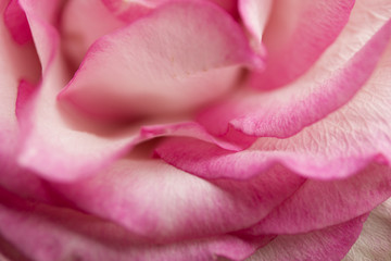 Soft floral pink abstract background. Macro blur flower. Pink rose.