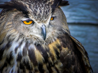 European Eagle Owl (Bubo bubo)