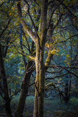 Bäume im Wald