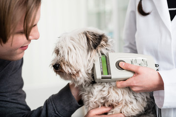 Vet specialist examining sick yorkshire terrier puppy in clinic