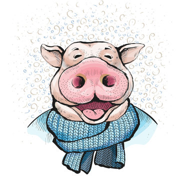 Portrait of a man pig . Ears stick out. Boar wrapped in a knitted scarf blue color. Illustration for a greeting card for new year. Watercolor style illustration