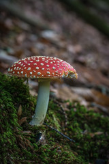 Fliegenpilz im Wald