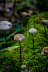 Pilze im Wald Nahaufnahmen