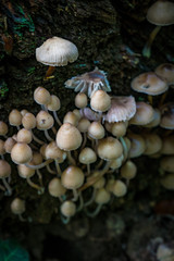 Pilze im Wald Nahaufnahmen