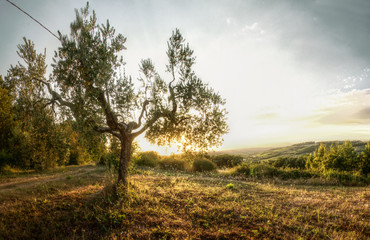 Olives at sundown, Montespertoli, administrative region of Florence