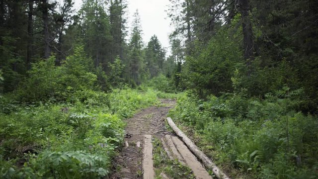 Flooring of wooden planks on a forest road in the countryside surrounded by a green meadow and tall trees Abandoned deserted area