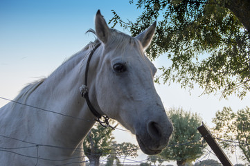 Caballo blanco/ busto de un caballo detrás de una alambrada