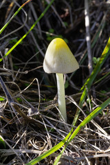 Pilz
