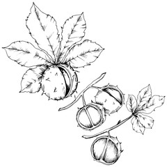 Vector autumn chestnut plant and leaves. Leaf plant botanical garden floral foliage. Isolated illustration element. Vector leaf for background, texture, wrapper pattern, frame or border.
