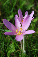 purple and yellow crocus in spring