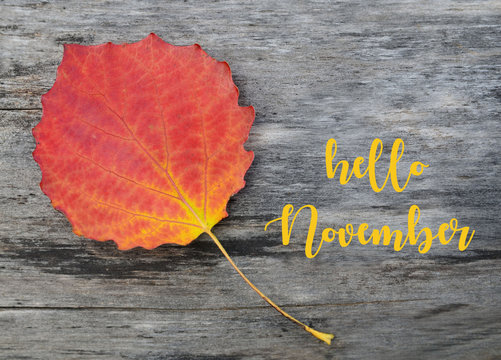 Hello November.Colorful aspen tree leaf on old wooden background.Fall season concept.Selective focus.