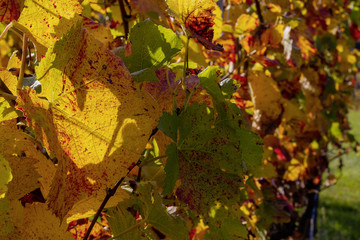 Weinberge Reben Herbst