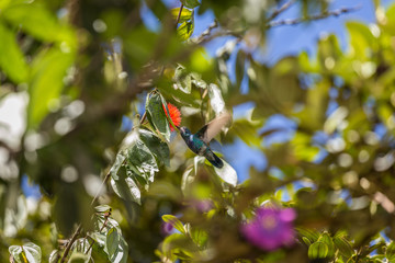 colibrí 2 © JuanMerlano