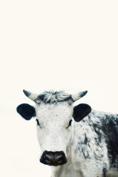Portrait of white and black cow