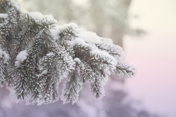 Snow-cowered fir branches. Winter blur background. Frost tree