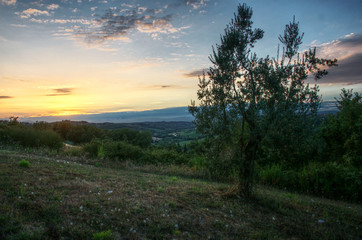Fototapeta na wymiar Olives at sundown, Montespertoli, administrative region of Florence