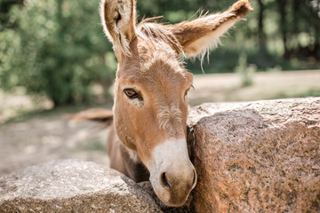 A beautiful donkey looks through the stone wall. Belarus, Grodno, Zevana Castle.