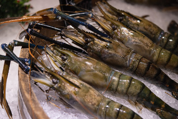 Big size river prawn