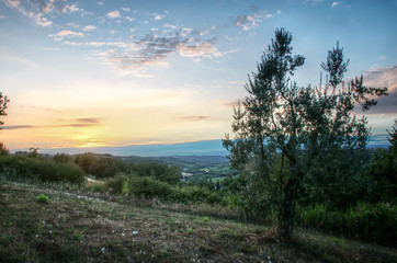 Olives at sundown, Montespertoli, administrative region of Florence
